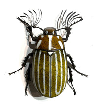 Load image into Gallery viewer, June Beetle