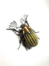 Load image into Gallery viewer, June Beetle