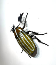 Load image into Gallery viewer, June Beetle
