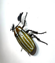 Load image into Gallery viewer, June Beetle