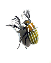 Load image into Gallery viewer, June Beetle