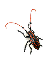 Load image into Gallery viewer, Black and Orange Longhorn Beetle