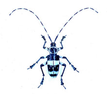 Load image into Gallery viewer, Banded Alder Borer Beetle