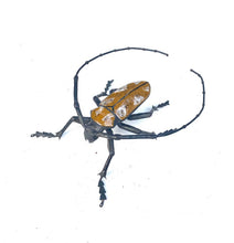 Load image into Gallery viewer, Longhorn Beetle
