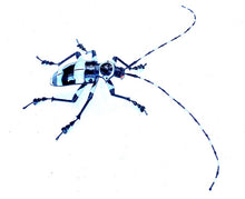 Load image into Gallery viewer, Banded Alder Borer Beetle