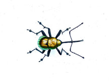 Load image into Gallery viewer, Golden Nut Weevil