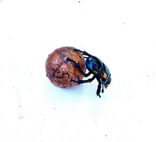 Load image into Gallery viewer, Mini Dung Beetle Sculpture
