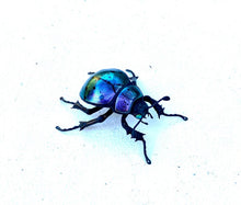 Load image into Gallery viewer, Small Purple Beetle