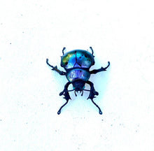 Load image into Gallery viewer, Small Purple Beetle