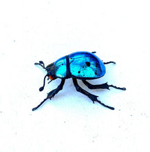 Load image into Gallery viewer, Small Blue Beetle Sculpture