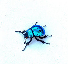 Load image into Gallery viewer, Small Blue Beetle Sculpture