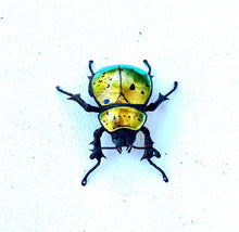 Load image into Gallery viewer, Small Golden Scarab Sculpture
