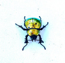 Load image into Gallery viewer, Small Golden Scarab Sculpture