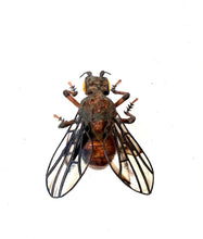 Load image into Gallery viewer, Fruit Fly Sculpture
