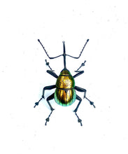 Load image into Gallery viewer, Golden Nut Weevil