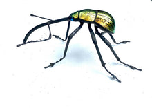 Load image into Gallery viewer, Golden Nut Weevil