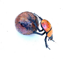 Load image into Gallery viewer, Small Dung Beetle Sculpture