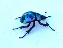 Load image into Gallery viewer, Small Purple Beetle