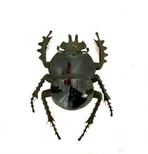 Load image into Gallery viewer, Eucranium arachnoides- Scarab Dung Beetle