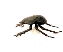 Load image into Gallery viewer, Eucranium arachnoides- Scarab Dung Beetle