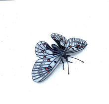 Load image into Gallery viewer, Parnassius smintheus