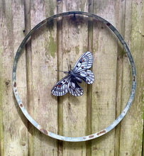 Load image into Gallery viewer, Parnassius smintheus