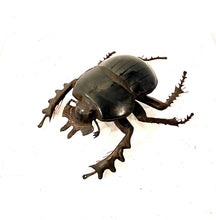 Load image into Gallery viewer, Eucranium arachnoides- Scarab Dung Beetle