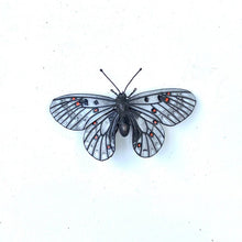 Load image into Gallery viewer, Parnassius smintheus