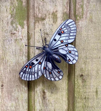 Load image into Gallery viewer, Parnassius smintheus