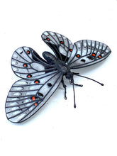 Load image into Gallery viewer, Parnassius smintheus