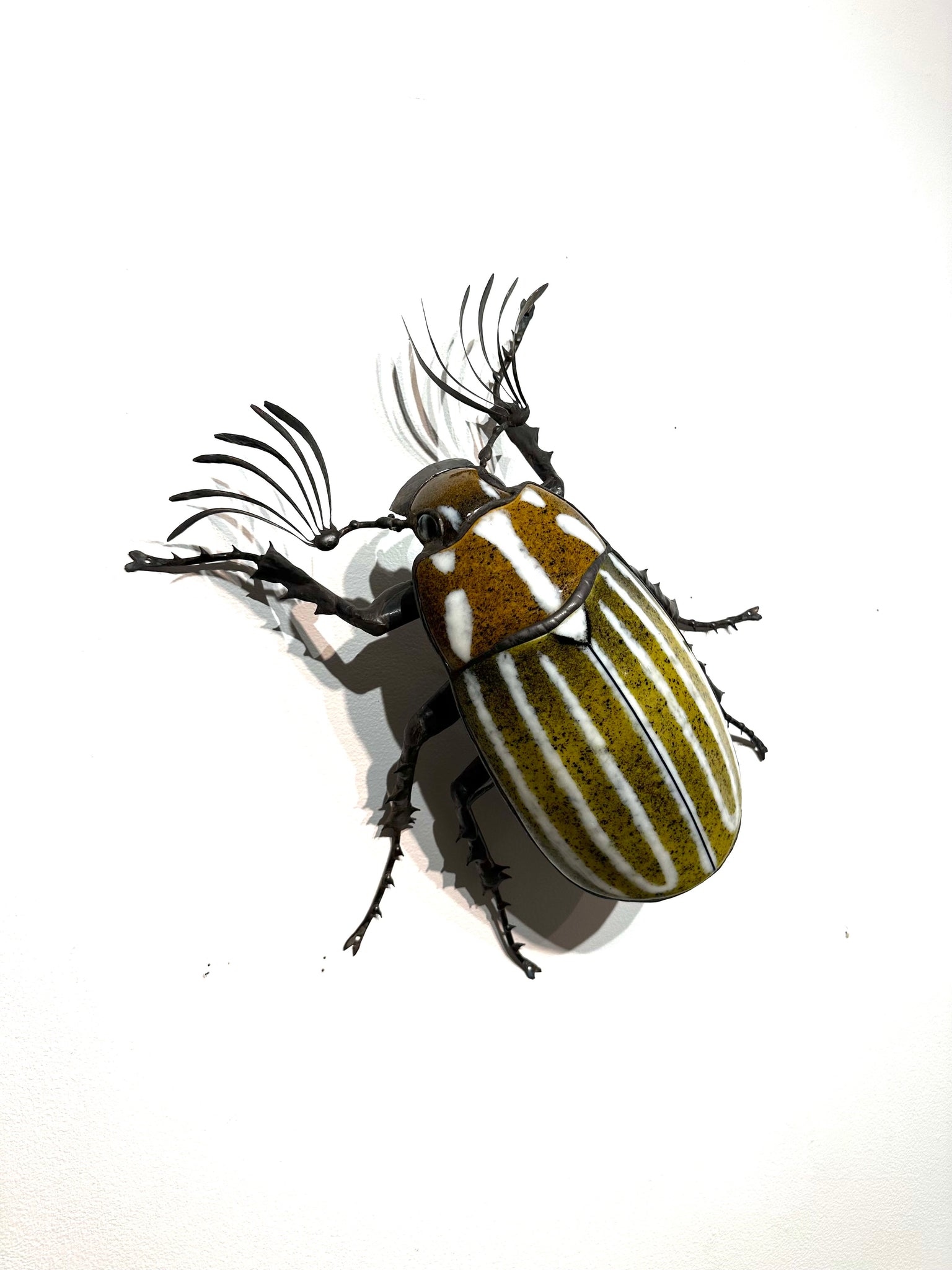 Seanpapi Insects June Beetle – Sean Goddard Insects