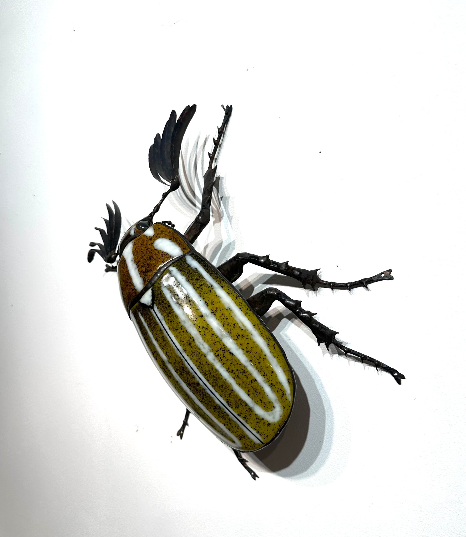 Seanpapi Insects June Beetle – Sean Goddard Insects
