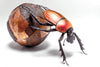 Sean Goddard Insects