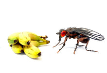 Load image into Gallery viewer, Fruit Fly Sculpture
