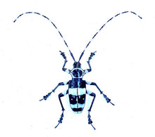 Load image into Gallery viewer, Banded Alder Borer Beetle
