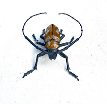 Load image into Gallery viewer, Longhorn Beetle
