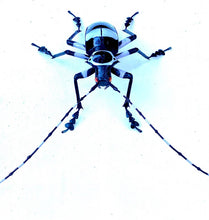Load image into Gallery viewer, Banded Alder Borer Beetle
