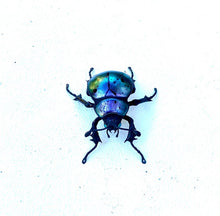 Load image into Gallery viewer, Small Purple Beetle
