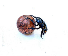 Load image into Gallery viewer, Mini Dung Beetle Sculpture
