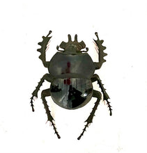 Load image into Gallery viewer, Eucranium arachnoides- Scarab Dung Beetle
