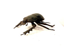 Load image into Gallery viewer, Eucranium arachnoides- Scarab Dung Beetle
