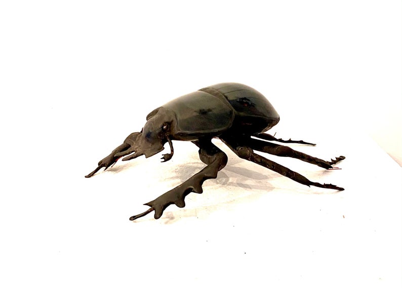 Eucranium arachnoides- Scarab Dung Beetle