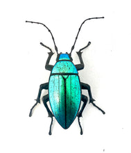 Load image into Gallery viewer, Blue/Green Click Beetle

