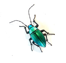 Load image into Gallery viewer, Blue/Green Click Beetle
