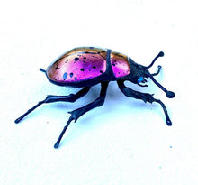 Load image into Gallery viewer, Small Pink Beetle
